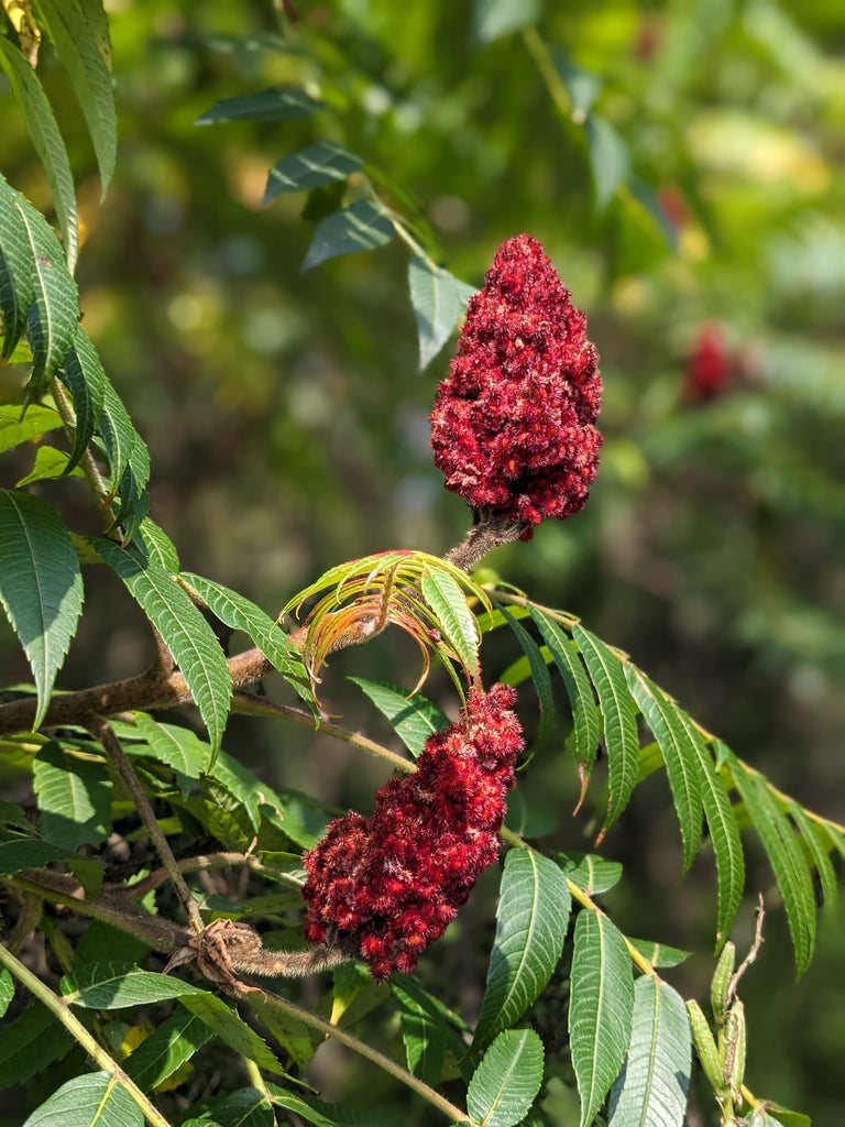 Staghorn Sumac cough syrup – 3acres