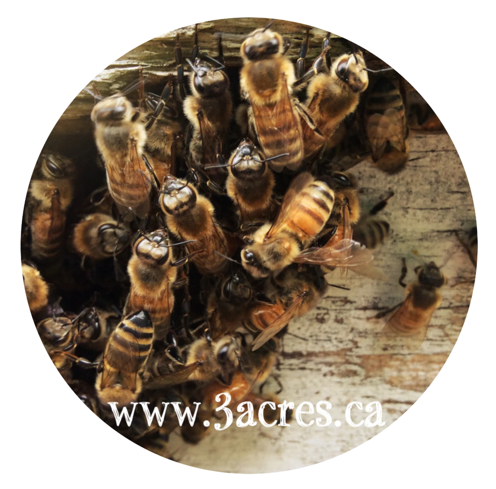 Les abeilles au travail, Pièces de Collection – Argent & Cuivre 1 oz